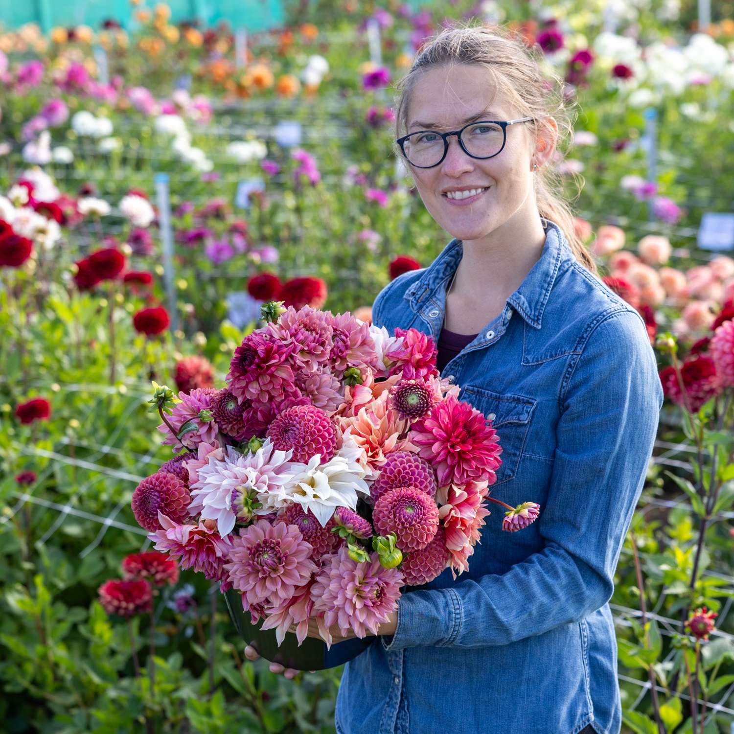 Dahlia Mix 'Dusty Rose'